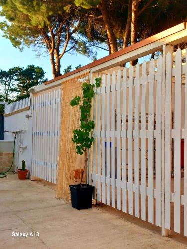 a plant in a pot next to a fence at Dimora Montenegro 