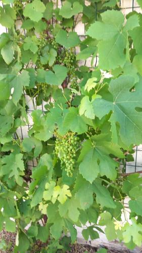 a bunch of green grapes growing on a plant at Chez Paulette in Avelgem