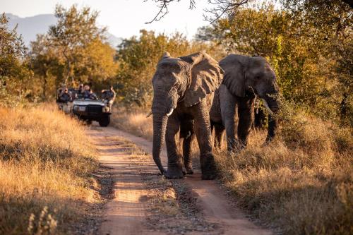 two elephants walking down a dirt road with people at Kapama Karula in Kapama Private Game Reserve