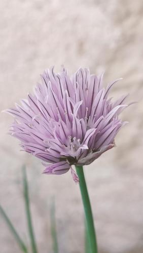a purple flower with a long green stem at Villa Marie in Courçon
