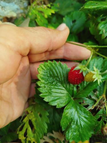a hand holding a raspberry on a green plant at Maison de charme in Tour-en-Bessin
