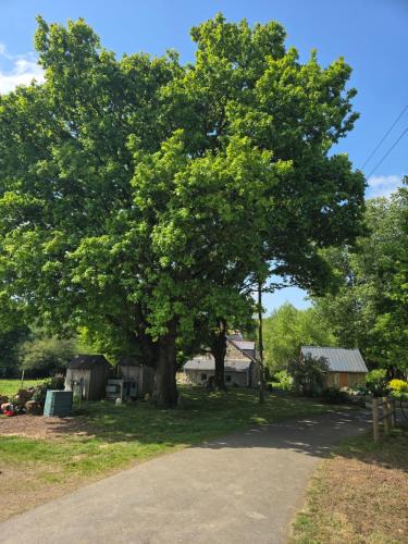 a large tree in the middle of a driveway at Chambre entre terre et mer in Le Gouray