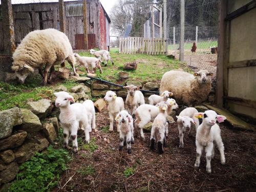 a herd of sheep standing in a field at La ferme de beau soleil Gîte et cabanes in Saint-Gilles-du-Mené