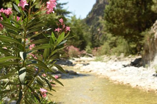 a bush with pink flowers next to a river at Artemisa House in Agia Roumeli