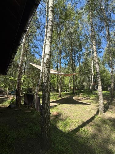 a tree with a hammock in the woods at WieloHome in Wielogóra