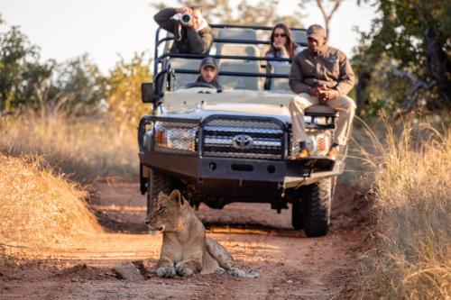 a group of people sitting in the back of a truck with a lion at Kapama Karula in Kapama Private Game Reserve