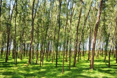 a forest with tall trees in the grass at Villa Philibert in Riambel