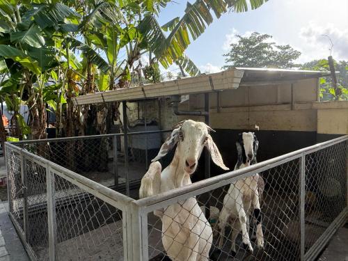 two goats are standing behind a fence at Farm House in Kollam