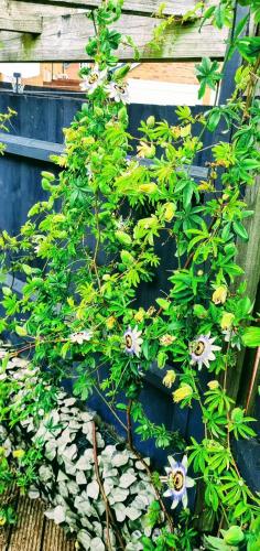 a plant with white flowers on a blue wall at Your 4 Bedroom Townhouse - Superking Bed in Stamford