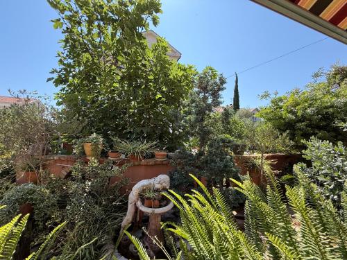 a garden with potted plants on a wall at Grand Apartments Scepanovic in Tivat