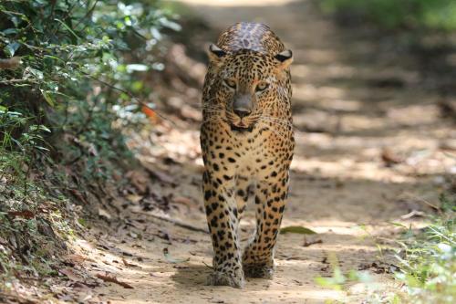 a leopard walking down a dirt road at Turtle Pond Wilpattu in Wilpattu