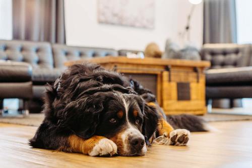 a large black and brown dog laying on the floor at Silberleithen Estate in Biberwier