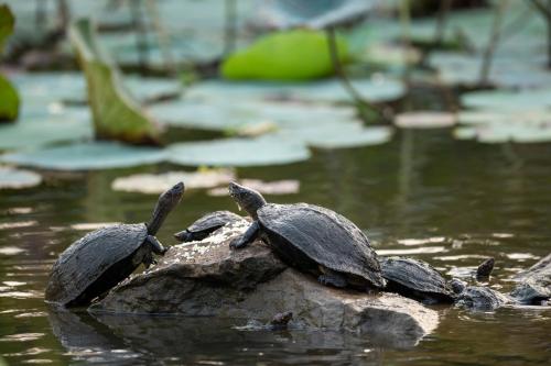 a group of turtles sitting on a rock in the water at Turtle Pond Wilpattu in Wilpattu