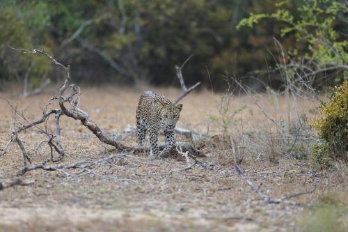 a leopard standing in a field next to a tree at Turtle Pond Wilpattu in Wilpattu