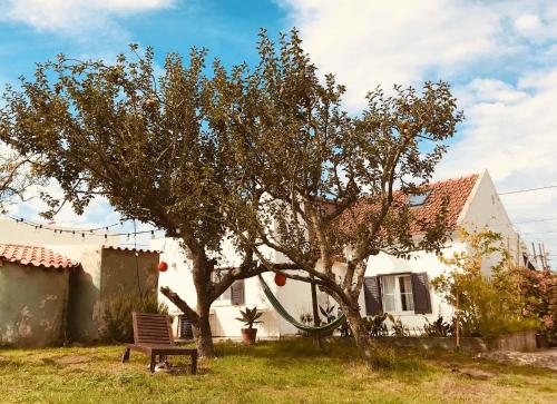a tree in a yard with a bench next to a house at Casa Cao Verde Charmantes Landhaus mit Garten in São Domingos