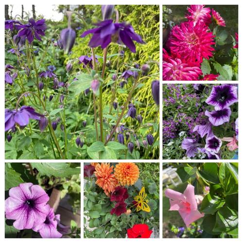 a group of different colored flowers in a collage at Villa Verde by Hvalstrand beach in Nesbru