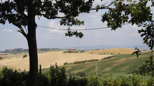 a view of a field from behind a tree at Agriturismo Casale trieste in Laiatico