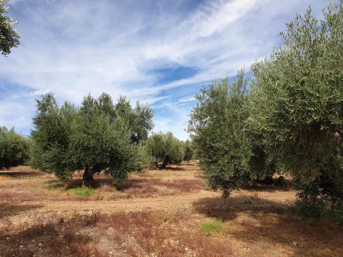 Φυσικό τοπίο κοντά σε αυτό το διαμέρισμα