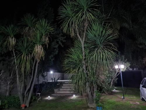 two palm trees in a park at night at La casa de Ailun - Ideal vacaciones in Guaymallen