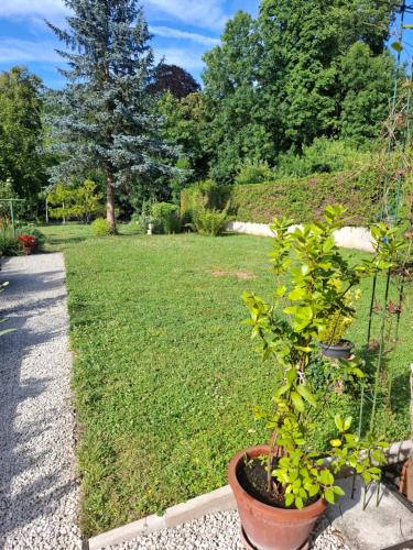 a plant in a pot in a yard at Chez Madgi et Jean-Mi in Froncles