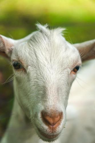 a close up of a white goat looking at the camera at Bamboo River Lodge in Horquetas