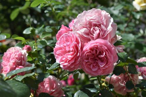 a group of pink roses in a garden at Agriturismo Casa Brunori in Foligno