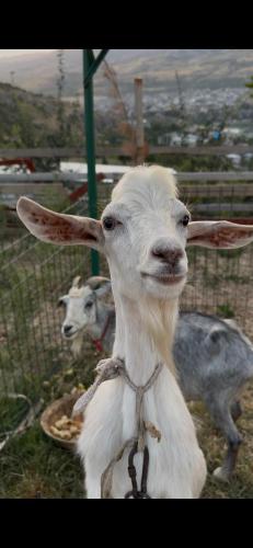 a goat with long horns standing next to a fence at Chorvoq View in Chorwoq