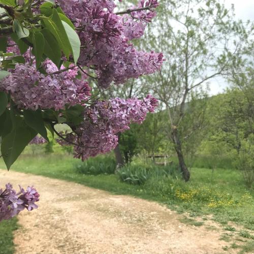 un arbre aux fleurs violettes sur un chemin de terre dans l'établissement Le Mas de Loume, à Sault
