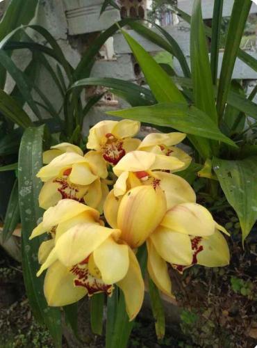 a bunch of yellow flowers on a plant at Descanso merecido in Morretes
