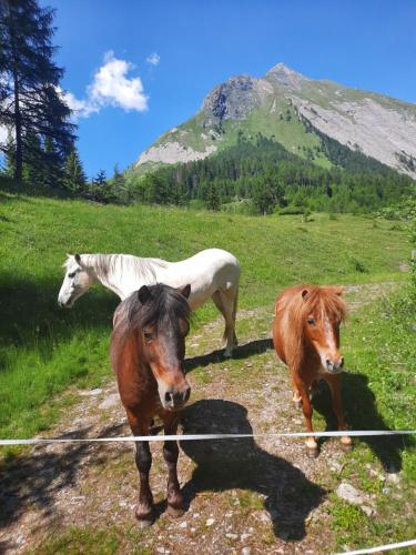 two horses and a white horse standing in a field at Obenfigerhof in Kals am Großglockner