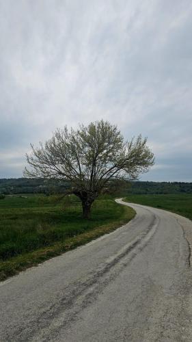 a lone tree on the side of a road at Nina Camera in Sirolo