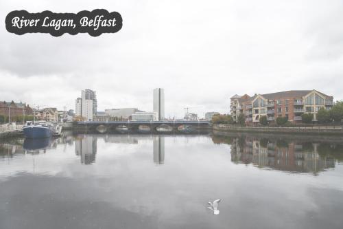 a river with a bridge and a swan in the water at Kings Lodge Apartment & Patio in Belfast