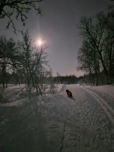 a cat walking down a snow covered road at Warm and cosy apartment in Tromsø