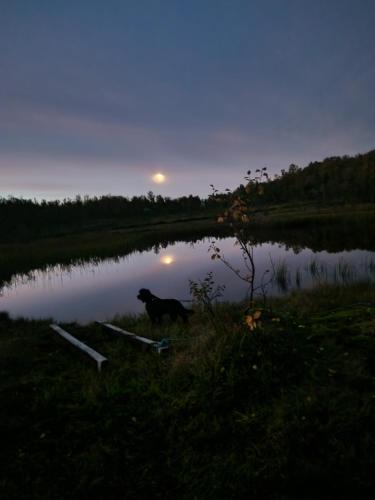 a dog sitting in the grass next to a lake at Warm and cosy apartment in Tromsø