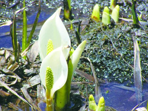 a group of white flowers in the water at Matsunoki-tei in Otari