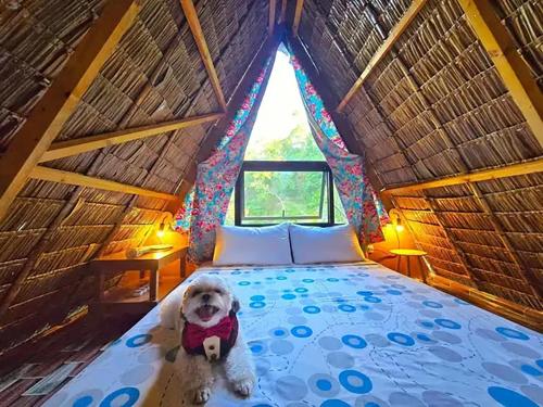 a dog sitting on a bed in a room at The Secret Hut in Cebu City