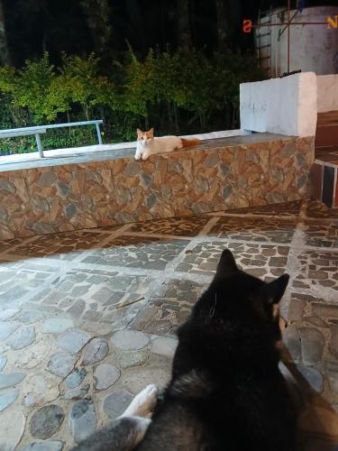 a cat laying on the ground with another cat laying on a wall at Vista Farallones Hostel in Jardin