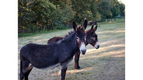two donkeys standing next to each other in a field at Sugar Hut by Tiny Away in Great Horkesley
