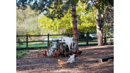 a group of chickens standing around a tree at Vilasini Hut by Tiny Away in Great Horkesley