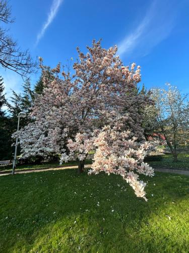 Gallery image of Apartmama Lipová in Lipova Lazne