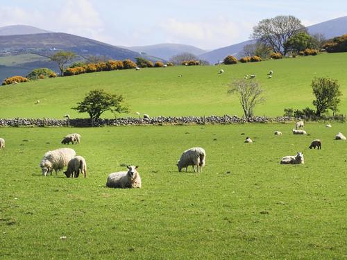 a herd of sheep grazing in a green field at Hafod in Llanllyfni