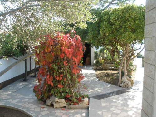 a bunch of red flowers on a walk way at Villa Pagar - with jacuzzi - Renovated in 2022 in Povljana