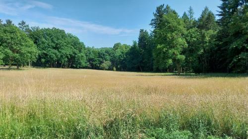 a field of grass with trees in the background at Gästehaus Cube am Forsthaus in Hausbach