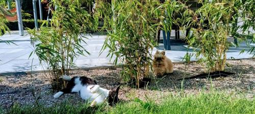 two cats and a dog laying in the grass at Apartamenty Lumax in Gryfice
