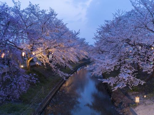 a river with trees with purple flowers on it at Hotel Nikko Nara in Nara