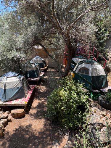 a group of tents sitting under a tree at Lilith Pan Camping in Fethiye
