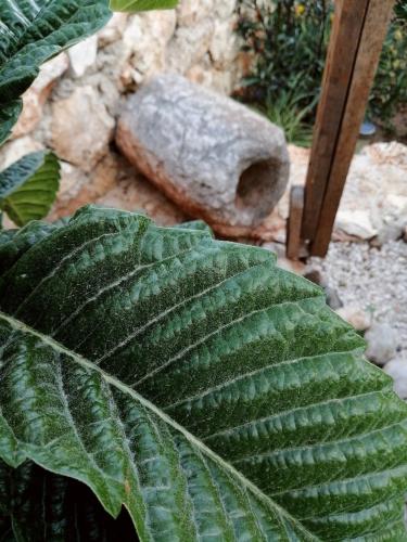 a large green leaf of a plant next to a rock at Restored stone house with terrace and gardens in Demre
