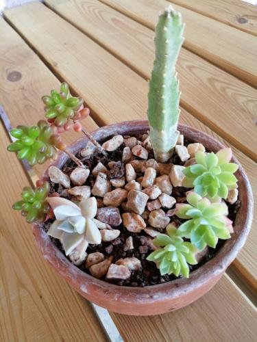 a succulent plant in a pot on a table at Restored stone house with terrace and gardens in Demre