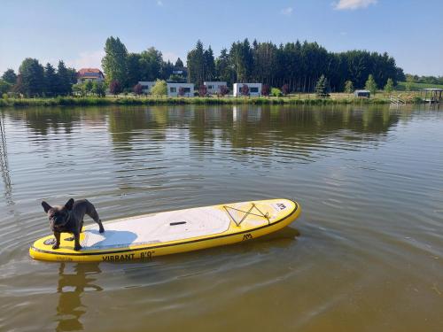 a dog standing on a surfboard in the water at Tópart Apartmanok in Nagylengyel