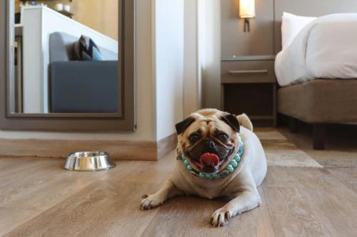 a pug dog laying on the floor with its tongue at Residence Inn by Marriott Merida in Mérida